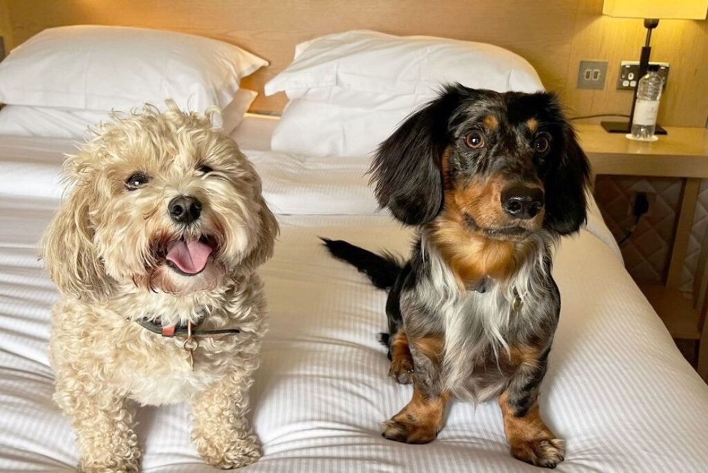 The Belfry Hotel & Resort in Birmingham is paw-fect for dog friendly stays