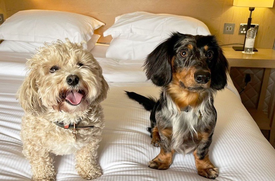 The Belfry Hotel & Resort in Birmingham is paw-fect for dog friendly stays