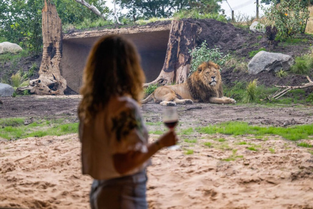 Sleep a whisker away from lions at West Midlands Safari Park
